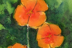 CA-Poppies1-copy