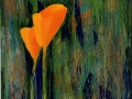 Scappoose (California) Poppies 15