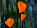 Scappoose (California) Poppies 16