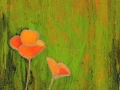 Scappoose (California) Poppies 4