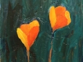 Scappoose (California) Poppies 12