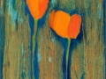 Scappoose (California) Poppies 9