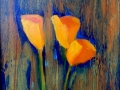 Scappoose (California) Poppies 10