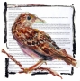 Grasshopper Sparrow, CT