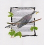 Yellow-billed Cuckoo, OR