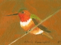 Allan's Hummingbird