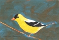 American Goldfinch