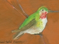 Broad-tailed Hummingbird