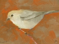 Bushtit