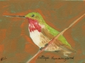 Calliope Hummingbird