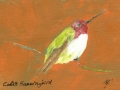 Costa's Hummingbird