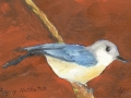 Pygmy Nuthatch