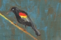 Redwing Blackbird, oil