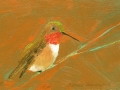 Rufous Hummingbird