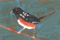 Spotted Towhee