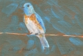 Western Bluebird