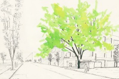 Maple-Tree-12th-and-Flanders