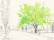 Maple Tree 12th and Flanders Portland, OR 2019