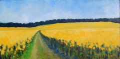 Rapeseed Field, Germany 2016