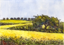 Rapeseed field, Germany 2012