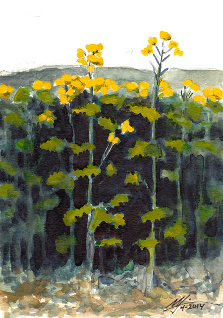 Rapeseed Plant (Brassica napus)