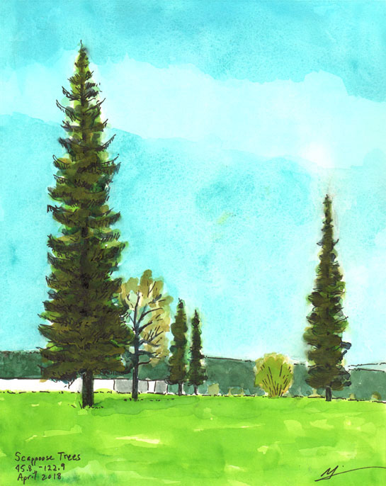 Watercolor painting of old fir trees in Scappoose, OR