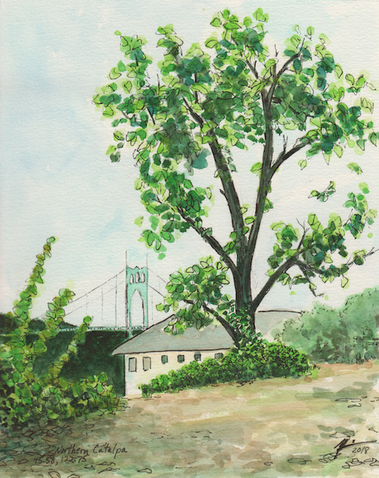 Watercolor of Northern Catalpa tree in Portland Oregon