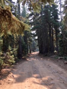 Dirt road through the forest