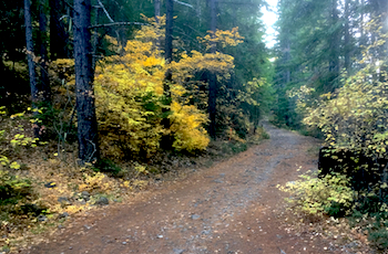 Road 2120 through the forest just off of Hwy 26