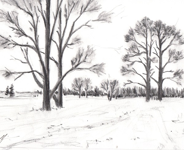 Black and white drawing of trees near Scappoose, OR